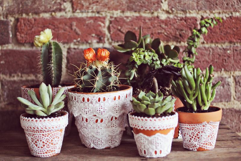 DIY Lace Succulent Pots