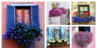 8 Beautiful Window Box Planter Ideas