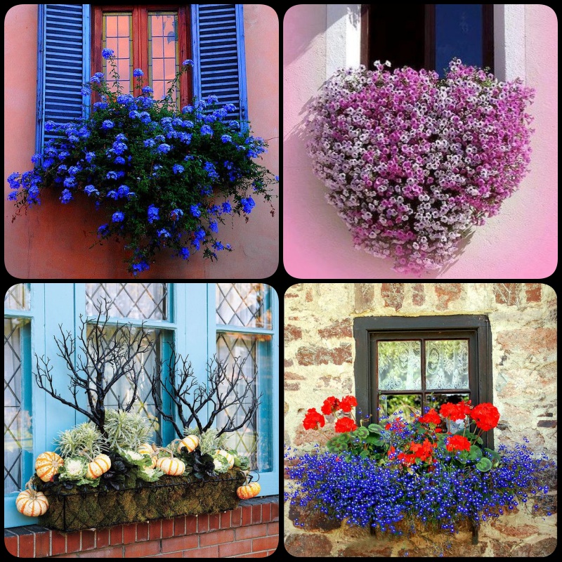 8 Beautiful Window Box Planter Ideas