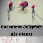 Succulent Jellyfish  Air Plants