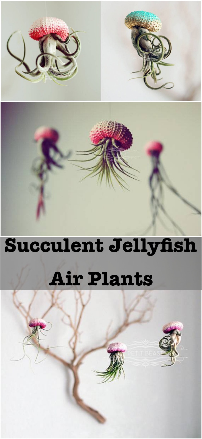 Succulent Jellyfish Air Plants