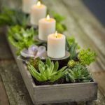 Candles with succulents