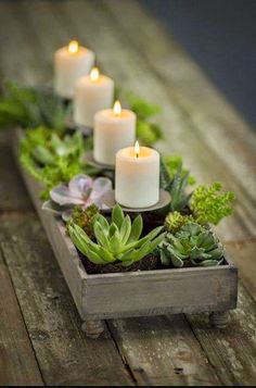 Candles with succulents