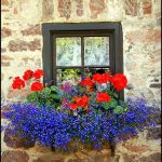 Colorful  flowers window box