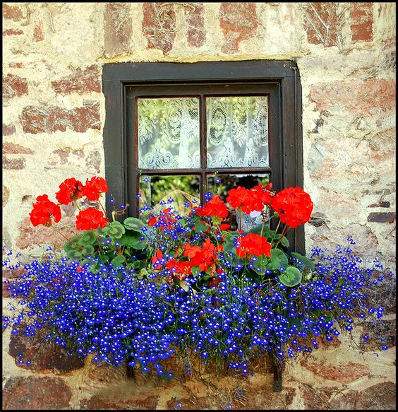 Colorful flowers window box