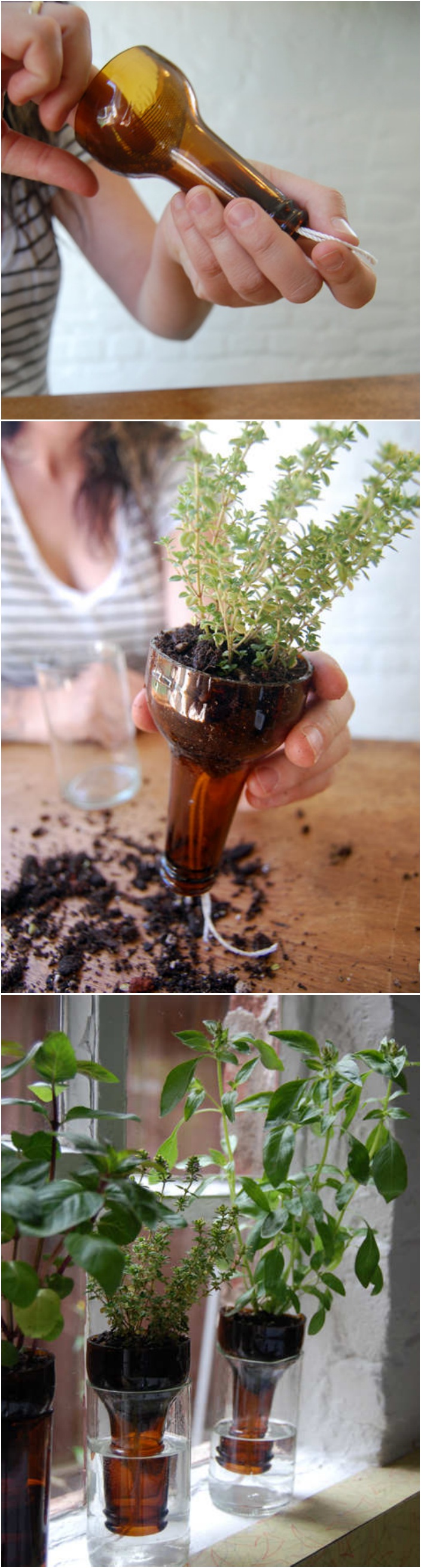 18 Indoor Herb Garden Ideas---DIY Bottle Garden