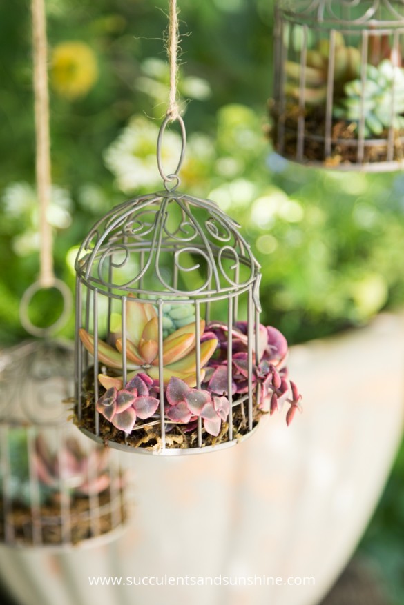 DIY Miniature Succulent Bird Cage Planter