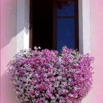 Heart Shaped Flower in Window Box