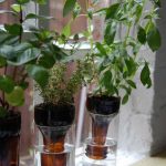 Indoor-Herb-Garden-Ideas-Bottle-Gardens