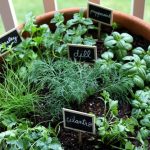 Indoor-Herb-Garden-Ideas-One-Pot