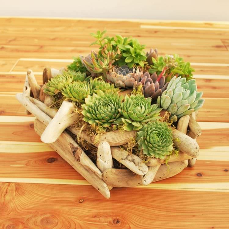 Indoor Succulent DIY Ideas