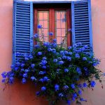 Matched window shade Flower