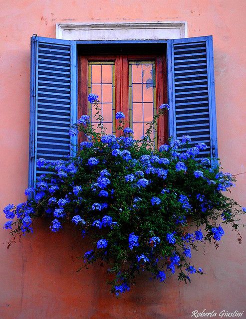 Matched Window Shade and Window Flower Box