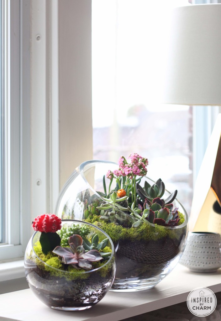 Mini Succulent garden in glass bowl
