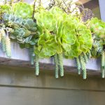 Succulent Gardening in Window Boxes