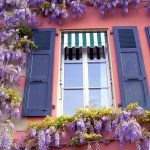 Vine plants window box