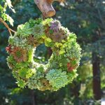 a-succulent-wreath-could-be-called-a-little-garden-by-itself