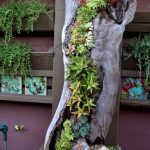 an-old-log-is-a-perfect-conainer-for-a-really-creative-succulent-garden
