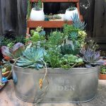 simple-layred-containers-with-a-variety-of-succs-750×750