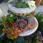 succulent-garden-ideas-1