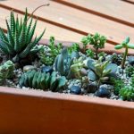 succulent-garden-ideas-17-500×333