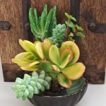 succulent-garden-ideas-18