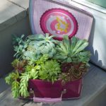 succulent-garden-ideas-20-500×500