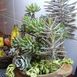 succulent-garden-ideas-22