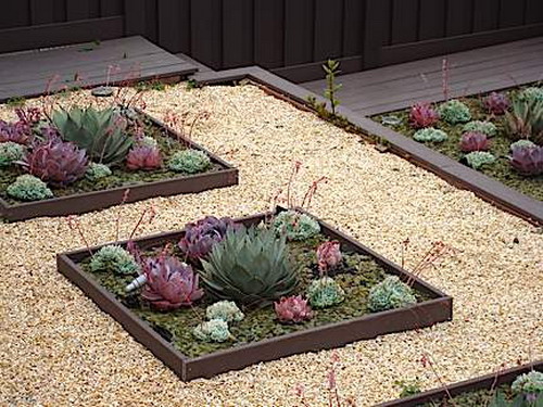 succulent garden ideas