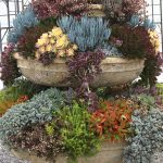 succulent-garden-ideas-4