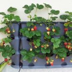 DIY Vertical Container Strawberry Planters