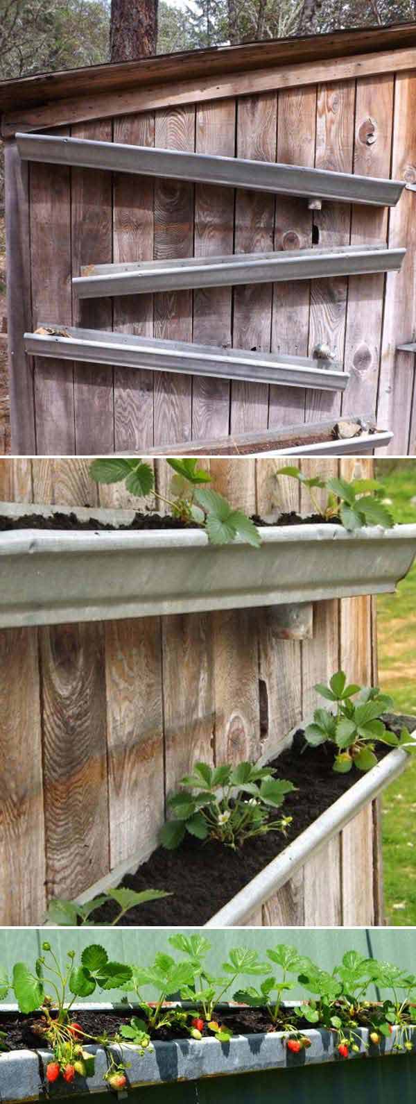 DIY Vertical Container Strawberry Planters---Rain gutters Strawberry Garden