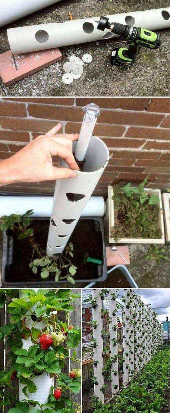 Grow sweet strawberry in a vertical PVC tube