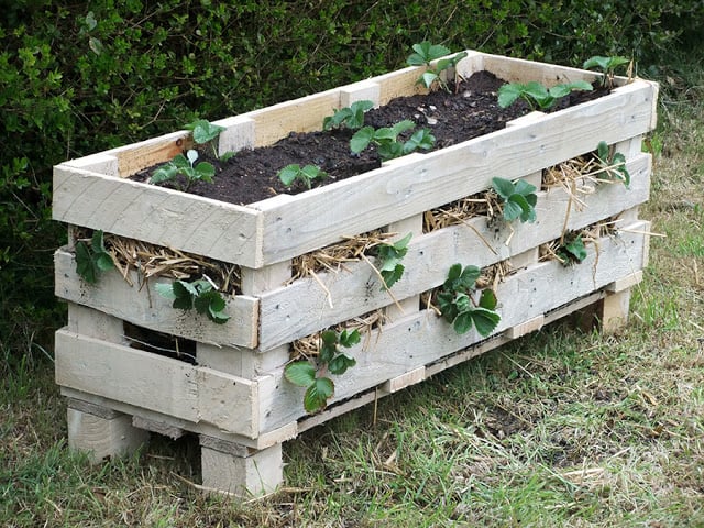 Lovely-Greens-pallet-planter-box