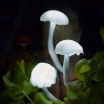 DIY Magical Mushroom Lights DIY Perks