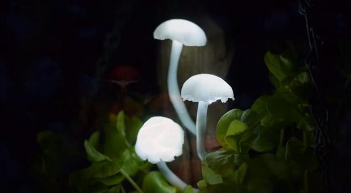 DIY Magical Mushroom Lights Cool Creativite