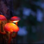 make-your-own-diy-magical-mushroom-lights_3