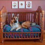 Turn a Crib into a Dog Bed