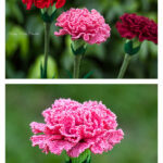 Carnation Flower Crochet Pattern