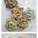 Succulents Free Crochet Pattern