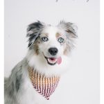 Mountain Dog Bandana Free Crochet Pattern