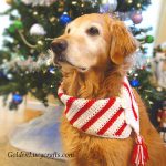 Christmas Dog Scarf Free Crochet Pattern