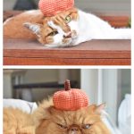 Pumpkin Hat For Pets Free Crochet Pattern