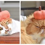 Pumpkin Hat For Pets Free Crochet Pattern