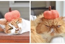Pumpkin Hat For Pets Free Crochet Pattern