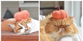 Pumpkin Hat For Pets Free Crochet Pattern