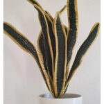 Snake Plant Crochet Pattern