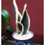 Snake Plant Free Crochet Pattern